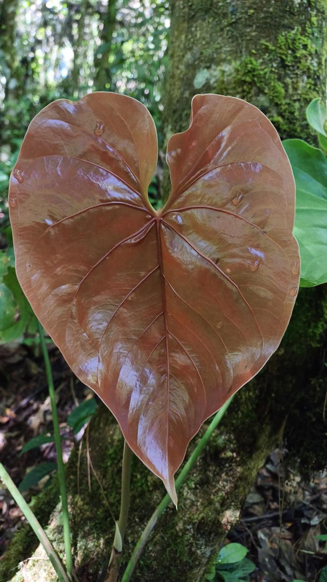 Paraiso Verde Chijou Exteriér fotografie
